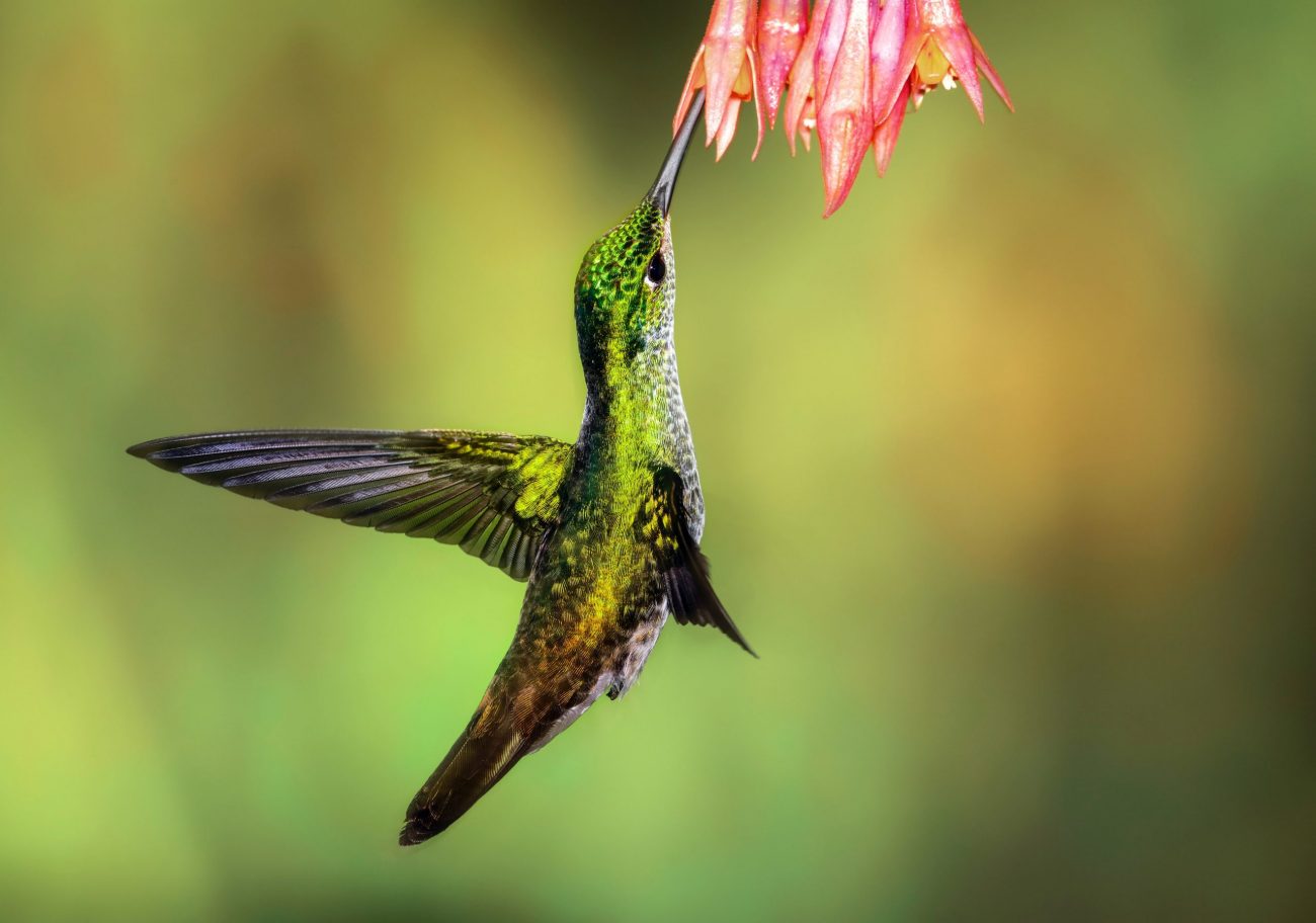 Andean Emerald hummingbird at Tandayapa Lodge Ecuador-unsplash