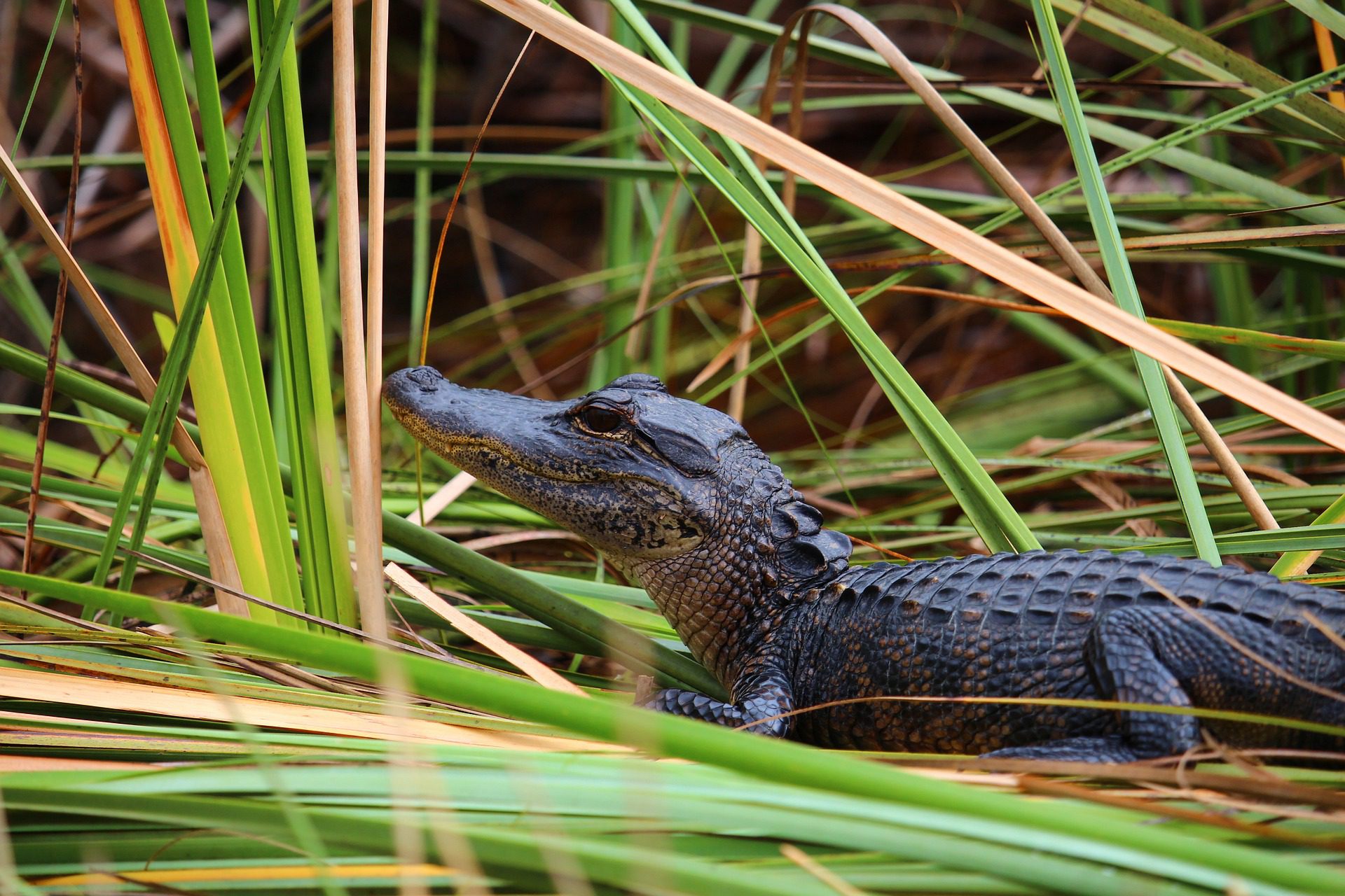 USA_Florida_alligator-588000_1920