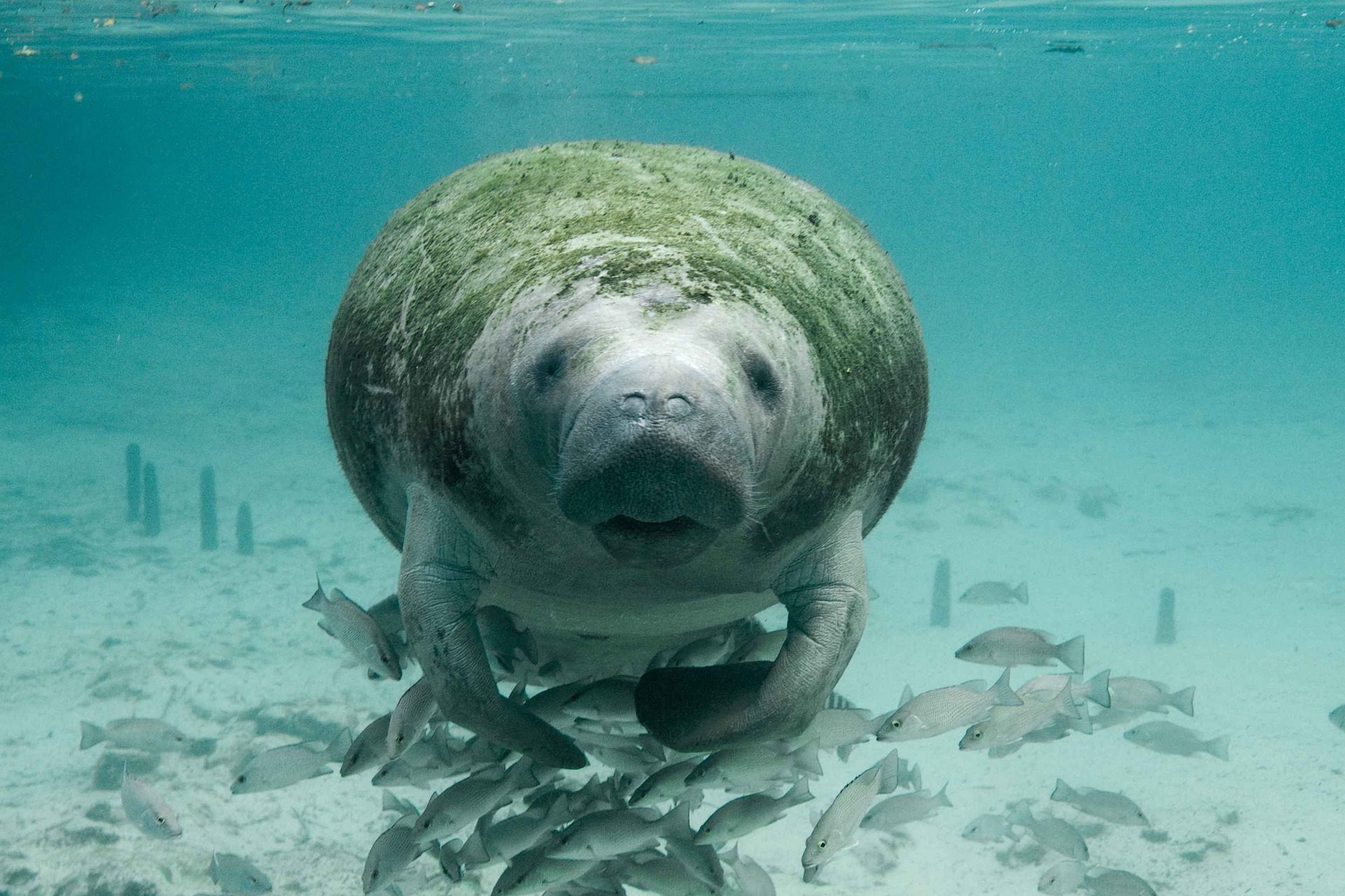 USA_Florida_manatee-387193_1920