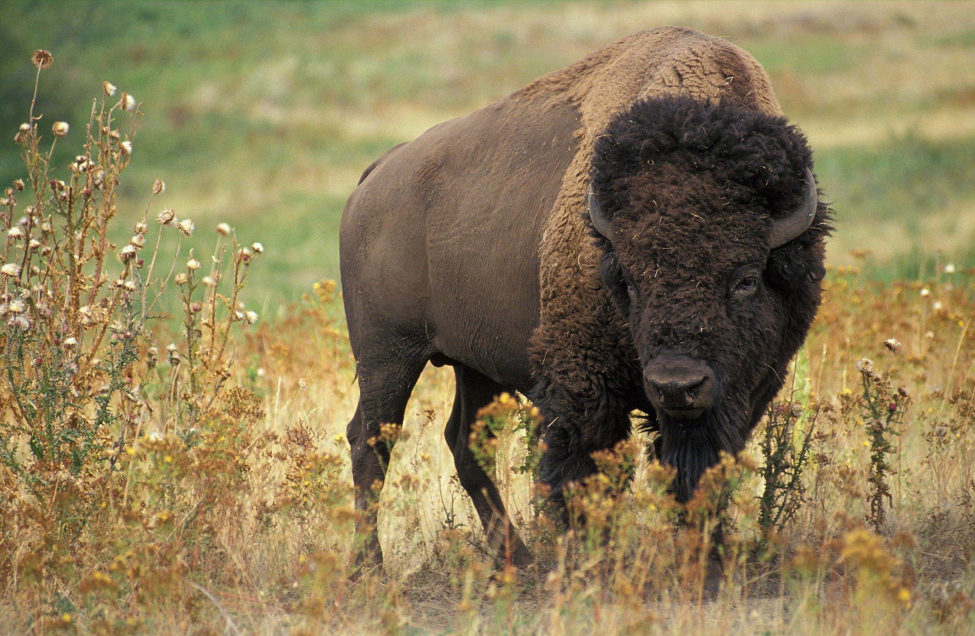 USA_bison-60592_1920