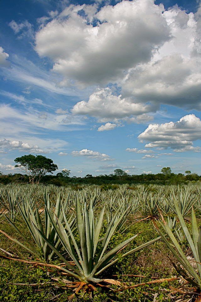 Mérida, Hacienda Sotuta de Peón